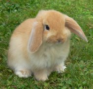 宠物兔的价格（宠物兔的品种及价格表 ）