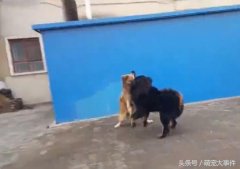 高加索犬与藏獒打架（藏獒能和高加索犬一起养吗）