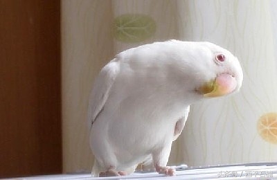 好看的牡丹鹦鹉 头类牡丹鹦鹉都有哪些种类？