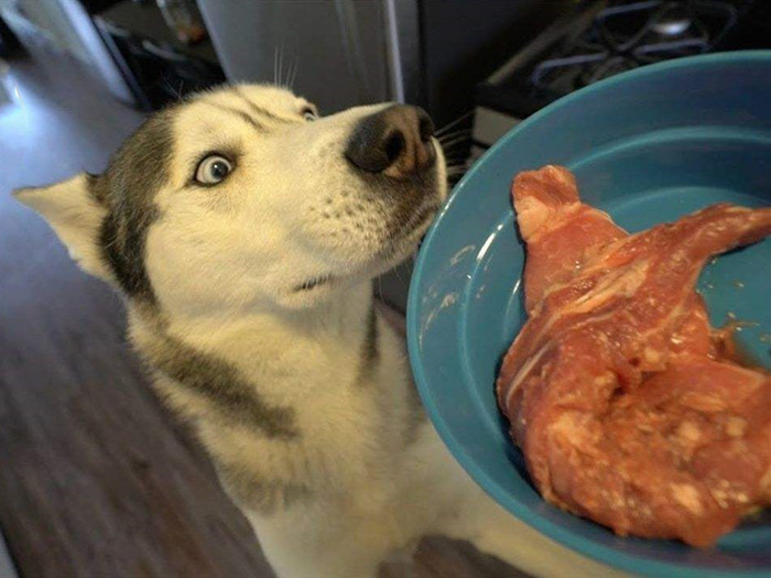 辟谣，狗狗吃鸡肝会出现中毒现象？其实适量喂食只会提高爱犬体质