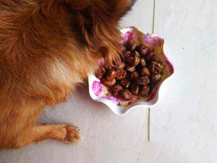 辟谣，狗狗吃鸡肝会出现中毒现象？其实适量喂食只会提高爱犬体质