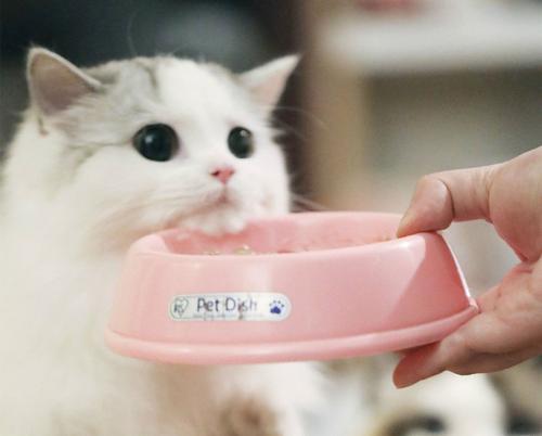 猫咪挑食，不吃猫粮，怎么办？