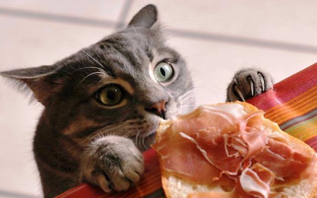 猫咪挑食，不吃猫粮，怎么办？