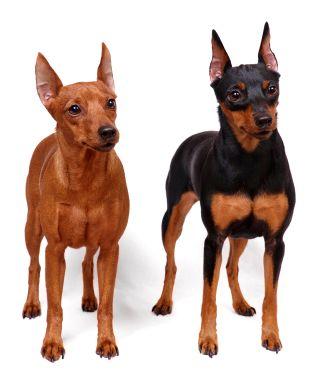 这十种大耳朵狗，如果再给你一次机会你还会选择它们吗？
