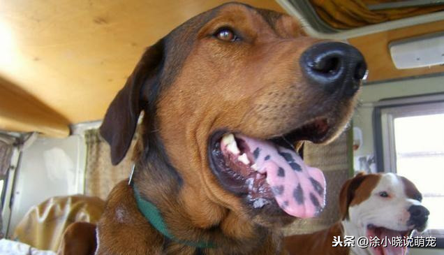 狗狗舌头颜色发生变化是一种报警信号，作为主人要引起重视