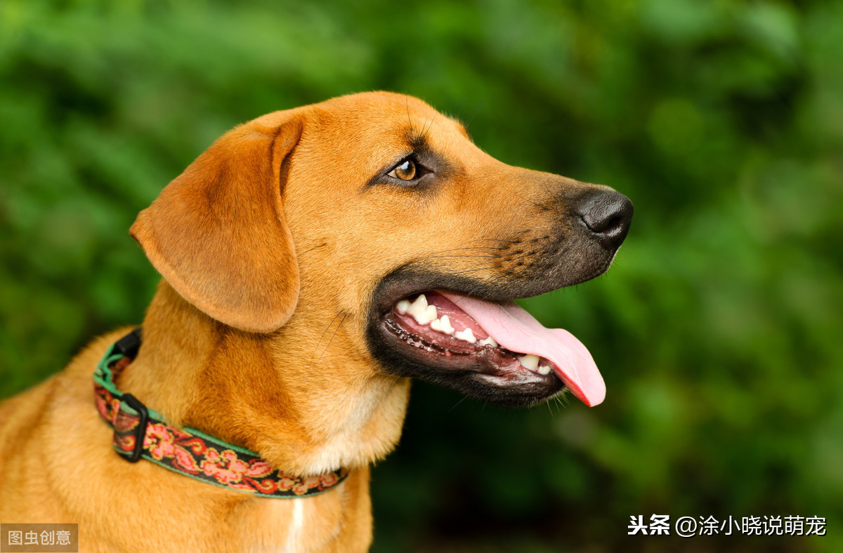 狗狗舌头颜色发生变化是一种报警信号，作为主人要引起重视