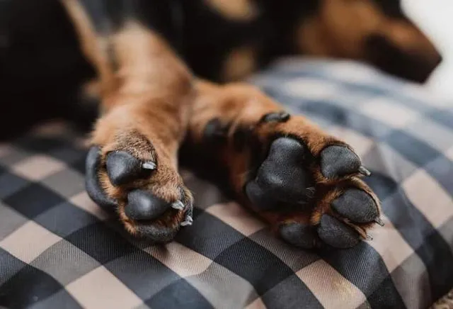 狗狗为什么老爱舔自己的脚？