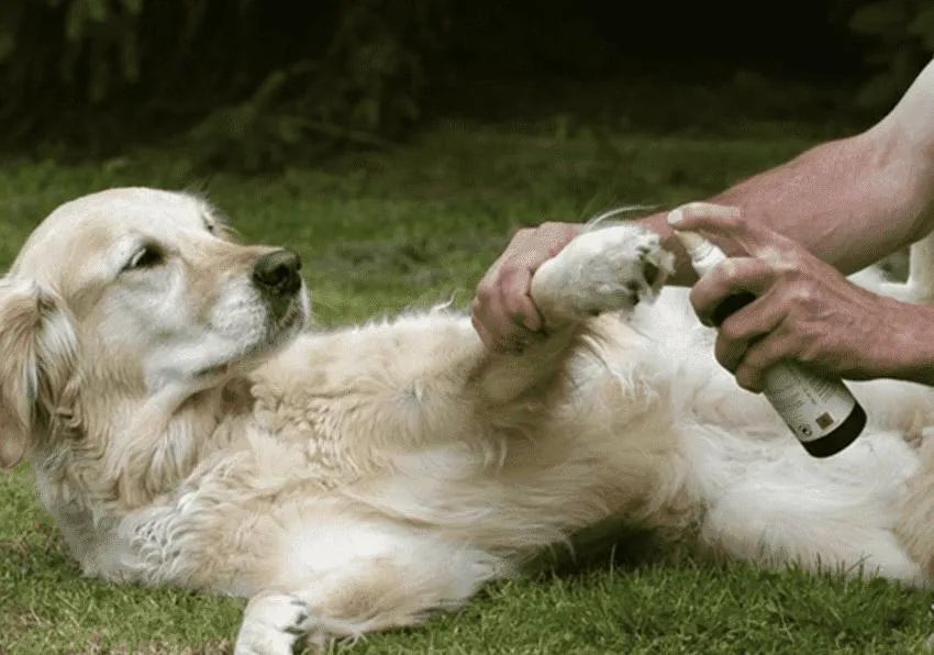 狗狗为什么老爱舔自己的脚？