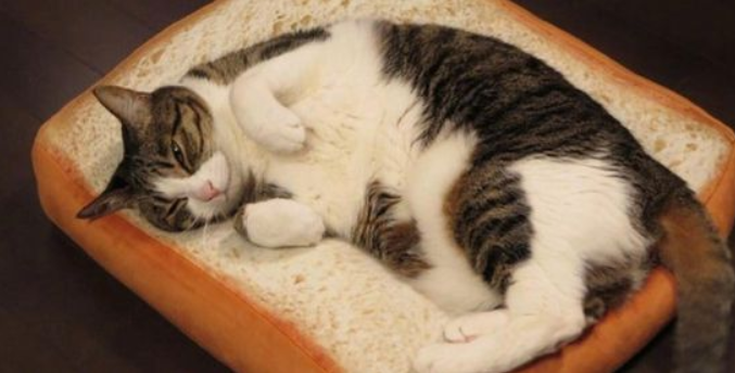 猫咪是否能吃面包？答案是肯定的，但是也要分这3种情况