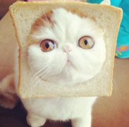 三个月的猫咪可以吃面包吗（幼猫吃面包会怎样）