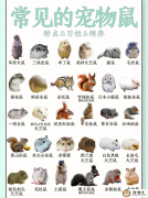 宠物鼠有哪些品种（30种鼠类汇总图）