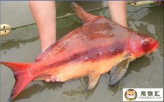 胭脂鱼是几级保护动物